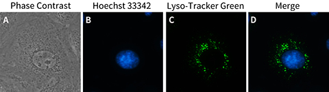 Lyso-Tracker Green (溶酶体绿色荧光探针)(C1047S)