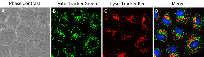 Lyso-Tracker Red (溶酶体红色荧光探针)(C1046)
