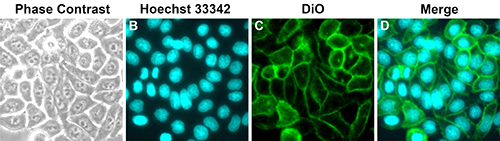 细胞膜绿色荧光染色试剂盒(DiO)(C1993S)