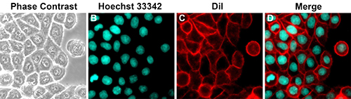 细胞膜红色荧光染色试剂盒(DiI)(C1991S)