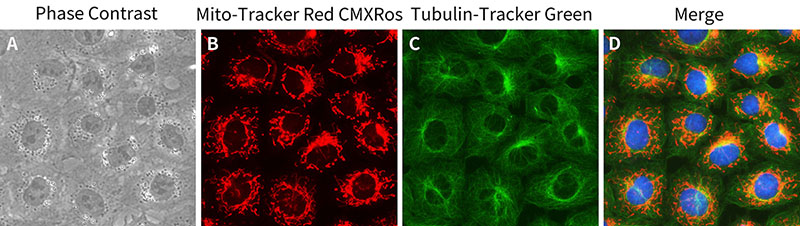 Tubulin-Tracker Green (抗体法微管绿色荧光探针)(C1051S)