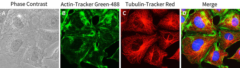 Tubulin-Tracker Red (抗体法微管红色荧光探针)(C1050)