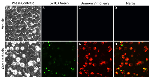 Annexin V-mCherry/SYTOX Green细胞凋亡检测试剂盒(C1070M)