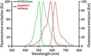 Annexin V-mCherry/SYTOX Green细胞凋亡检测试剂盒(C1070S)
