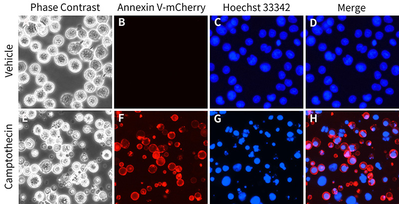 Annexin V-mCherry细胞凋亡检测试剂盒(C1069L)