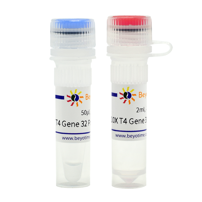 T4 Gene 32 Protein (ssDNA结合蛋白)(D7057M)