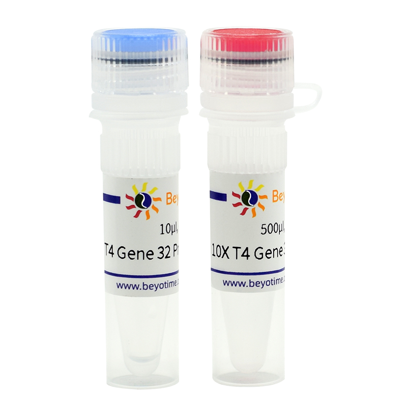T4 Gene 32 Protein (ssDNA结合蛋白)(D7057S)