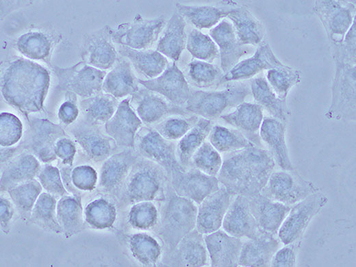 CX33生物显微镜（奥林巴斯）