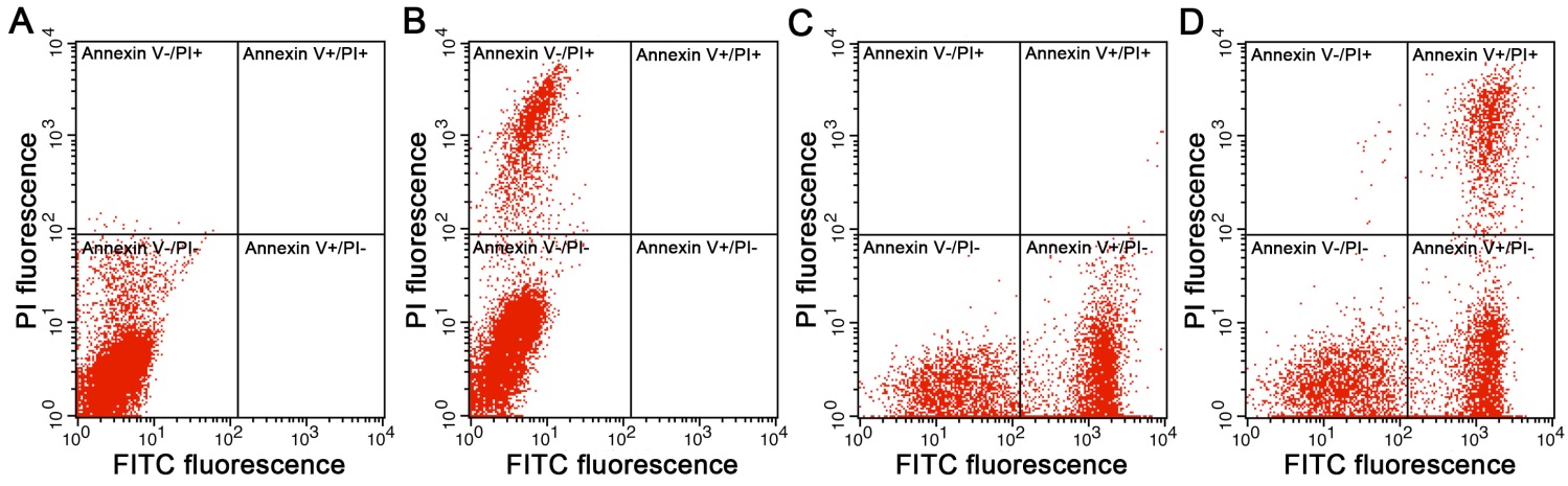 Annexin V-FITC细胞凋亡检测试剂盒(C1062S)