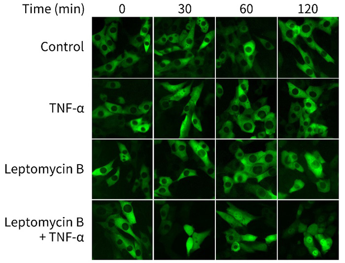 EGFP-p65 NIH/3T3 Cells (EGFP-p65 NIH/3T3细胞)(C8007)