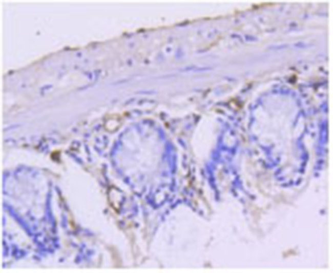 Cytokeratin 15 Rabbit mAb(Cytokeratin 15兔单抗)(AF1798)