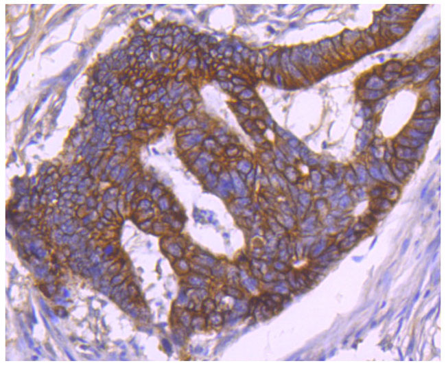 Cytokeratin 18 Rabbit mAb(Cytokeratin 18兔单抗)(AF1285)