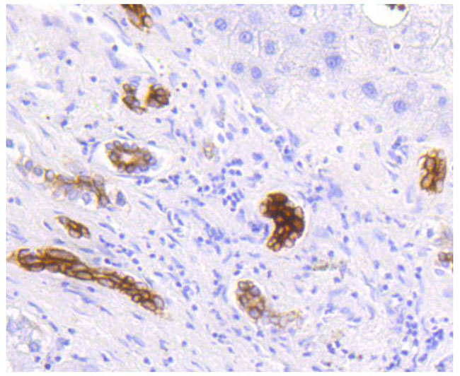 Cytokeratin 19 Rabbit mAb(Cytokeratin 19兔单抗)(AF1006)
