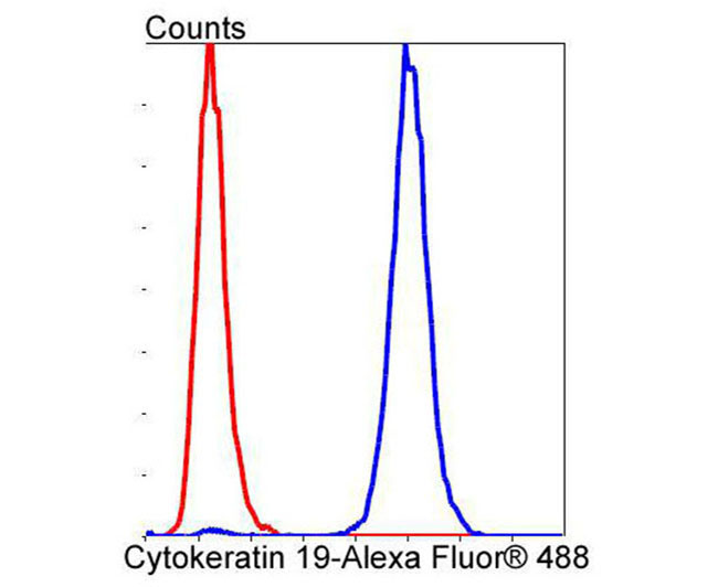 Cytokeratin 19 Rabbit mAb(Cytokeratin 19兔单抗)(AF1006)