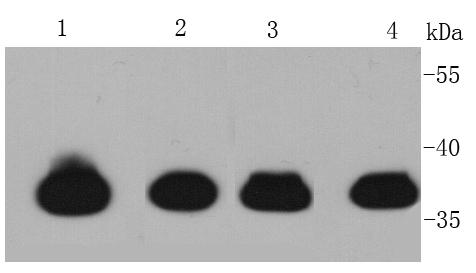 Cardiac Troponin T Rabbit pAb(Cardiac Troponin T兔多抗)(AF0078)