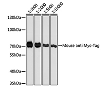 Myc Tag Mouse Monoclonal Antibody(Myc Tag 小鼠单抗)(AF5054)