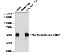 Myc Tag Mouse Monoclonal Antibody(Myc Tag 小鼠单抗)(AF5054)
