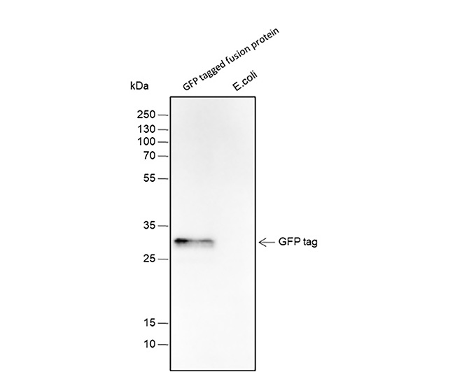 GFP Mouse Monoclonal Antibody (GFP小鼠单抗)(AG5362)