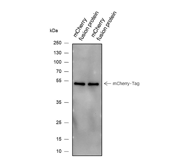 mCherry-Tag Mouse Monoclonal Antibody (mCherry-Tag小鼠单抗)(AG0333)