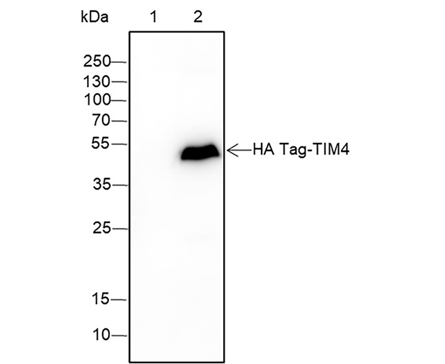 HA tag Rabbit Monoclonal Antibody (HA tag兔单抗)(AG0312)