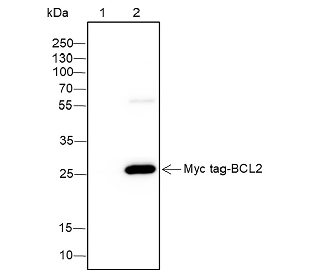 Myc tag Rabbit Monoclonal Antibody (Myc tag兔单抗)(AG0305)