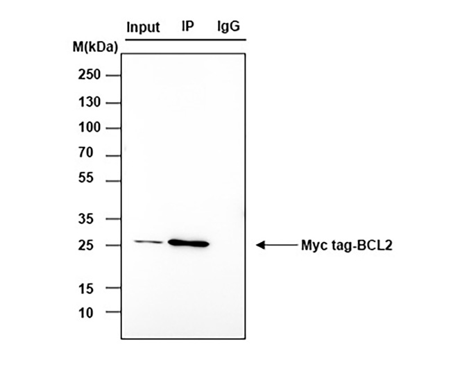 Myc tag Rabbit Monoclonal Antibody (Myc tag兔单抗)(AG0305)