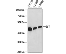 GST Tag Mouse Monoclonal Antibody(GST Tag 小鼠单抗)(AF5063)