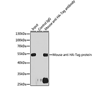 HA Tag Mouse Monoclonal Antibody(HA Tag 小鼠单抗)(AF5057)