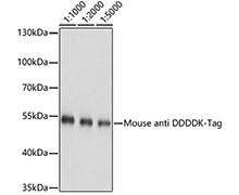 Flag Tag Mouse Monoclonal Antibody(Flag Tag 小鼠单抗)(AF5051)