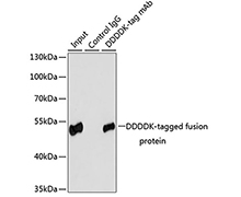Flag Tag Mouse Monoclonal Antibody(Flag Tag 小鼠单抗)(AF5051)