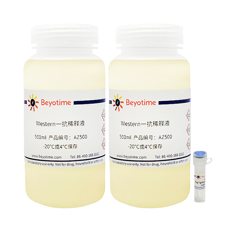 Flag Tag Mouse mAb (HRP Conjugated)(Flag Tag 小鼠单抗)(AF2855-1ml)
