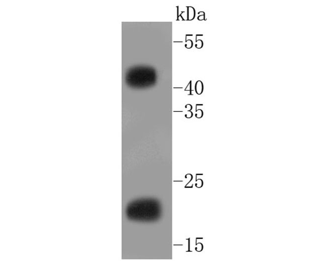 GST Rabbit mAb(GST兔单抗)(AF2299)