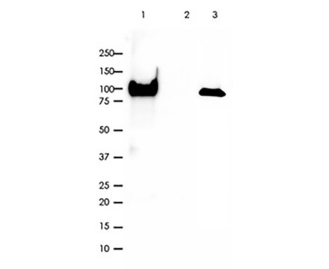 Na,K-ATPase α1 Rabbit mAb(Na,K-ATPase α1兔单抗)(AG8025)