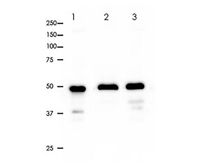 β3-Tubulin (Tuj1) Rabbit mAb(β3-Tubulin (Tuj1)兔单抗)(AG8008)