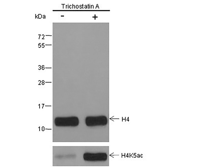 Histone H4 (NT) Mouse Monoclonal Antibody (Histone H4 (NT)小鼠单抗)(AG0192)