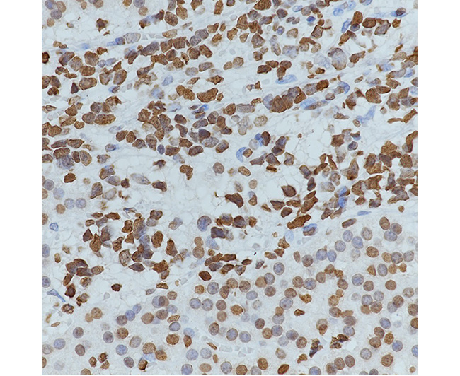 Histone H4 (NT) Mouse Monoclonal Antibody (Histone H4 (NT)小鼠单抗)(AG0192)