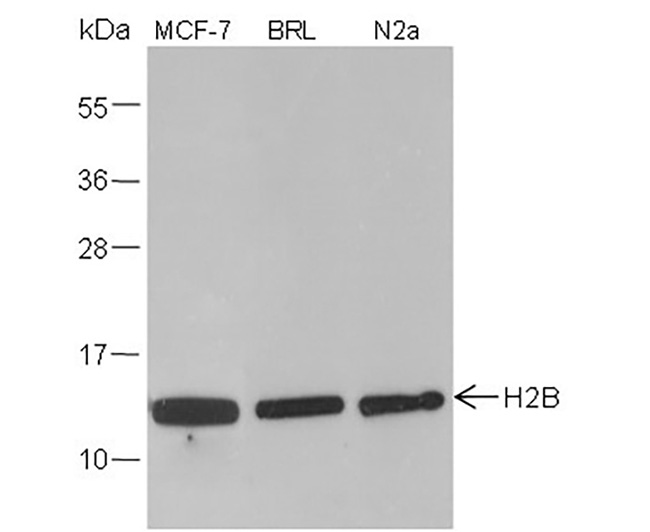 Histone H2B (NT) Mouse Monoclonal Antibody (Histone H2B (NT)小鼠单抗)(AG0171)