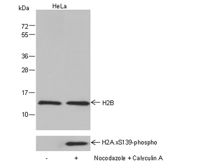 Histone H2B (NT) Mouse Monoclonal Antibody (Histone H2B (NT)小鼠单抗)(AG0171)
