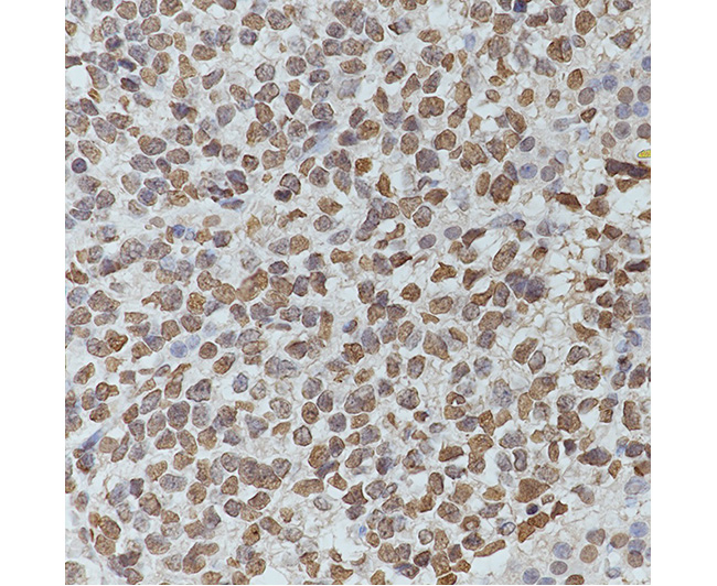 Histone H2B (NT) Mouse Monoclonal Antibody (Histone H2B (NT)小鼠单抗)(AG0171)