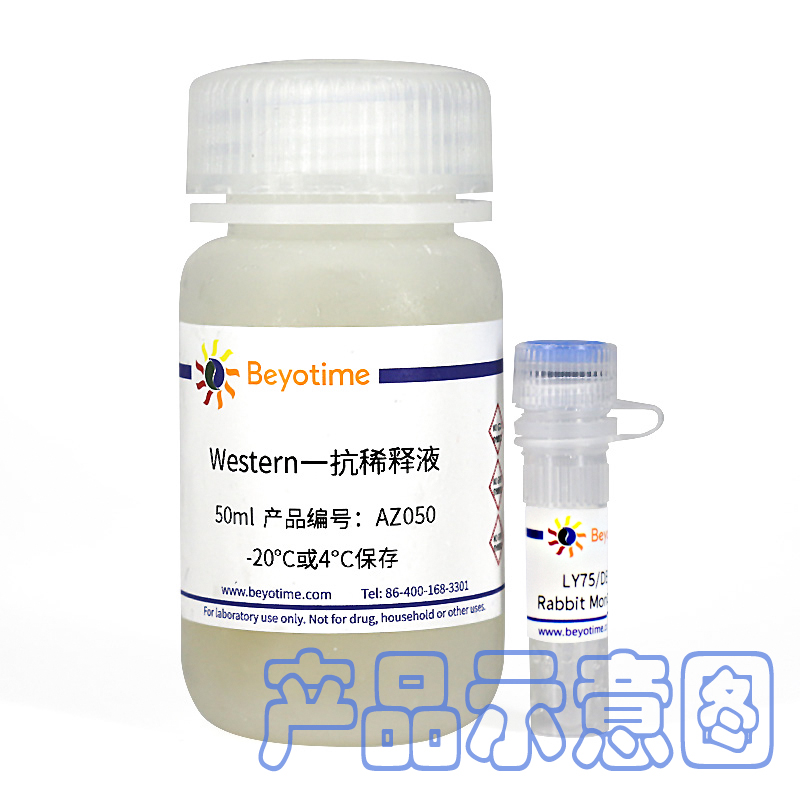 Histone H2B (NT) Mouse Monoclonal Antibody (Histone H2B (NT)小鼠单抗)(AG0171)