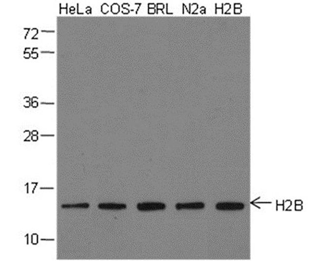 Histone H2B (CT) Rabbit Polyclonal Antibody (Histone H2B (CT)兔多抗)(AG0168)