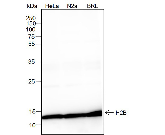 Histone H2B Rabbit Monoclonal Antibody (Histone H2B兔单抗)(AG0164)