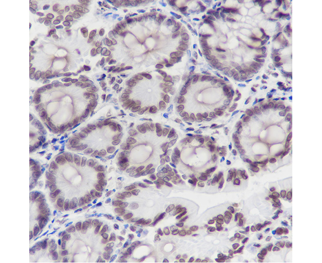 Histone H2B Rabbit Monoclonal Antibody (Histone H2B兔单抗)(AG0164)