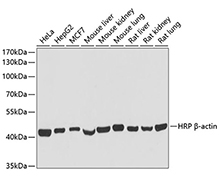 β-Actin-HRP Rabbit Monoclonal Antibody(β-Actin-HRP 兔单抗)(AF5006)