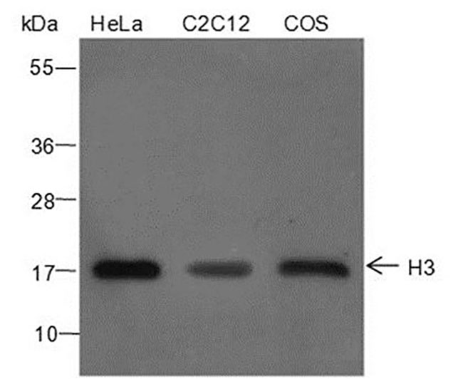 Histone H3 (NT) Rabbit Polyclonal Antibody (Histone H3 (NT)兔多抗)(AG0185)