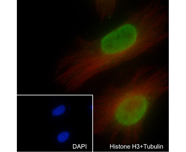 Histone H3 (NT) Rabbit Monoclonal Antibody (Histone H3 (NT)兔单抗)(AG0178)