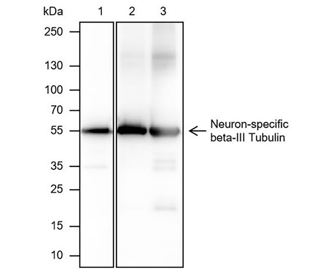 Neuron-specific beta-III Tubulin Mouse Monoclonal Antibody (Tuj1小鼠单抗)(AG0147)