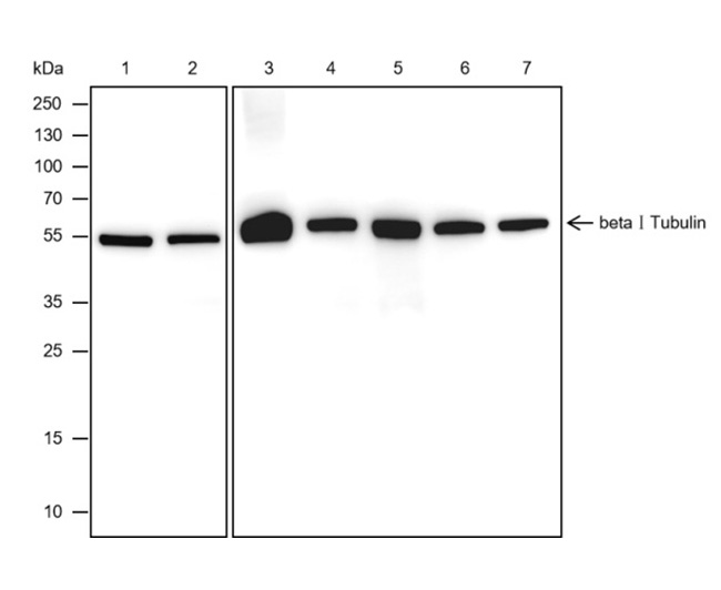 beta I Tubulin Mouse Monoclonal Antibody (beta I Tubulin小鼠单抗)(AG0143)