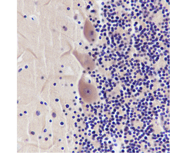 α-Tubulin Rabbit Monoclonal Antibody (α-Tubulin兔单抗)(AG0126)