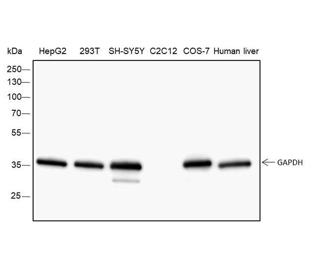 GAPDH Rabbit Monoclonal Antibody (GAPDH兔单抗)(AG0122)